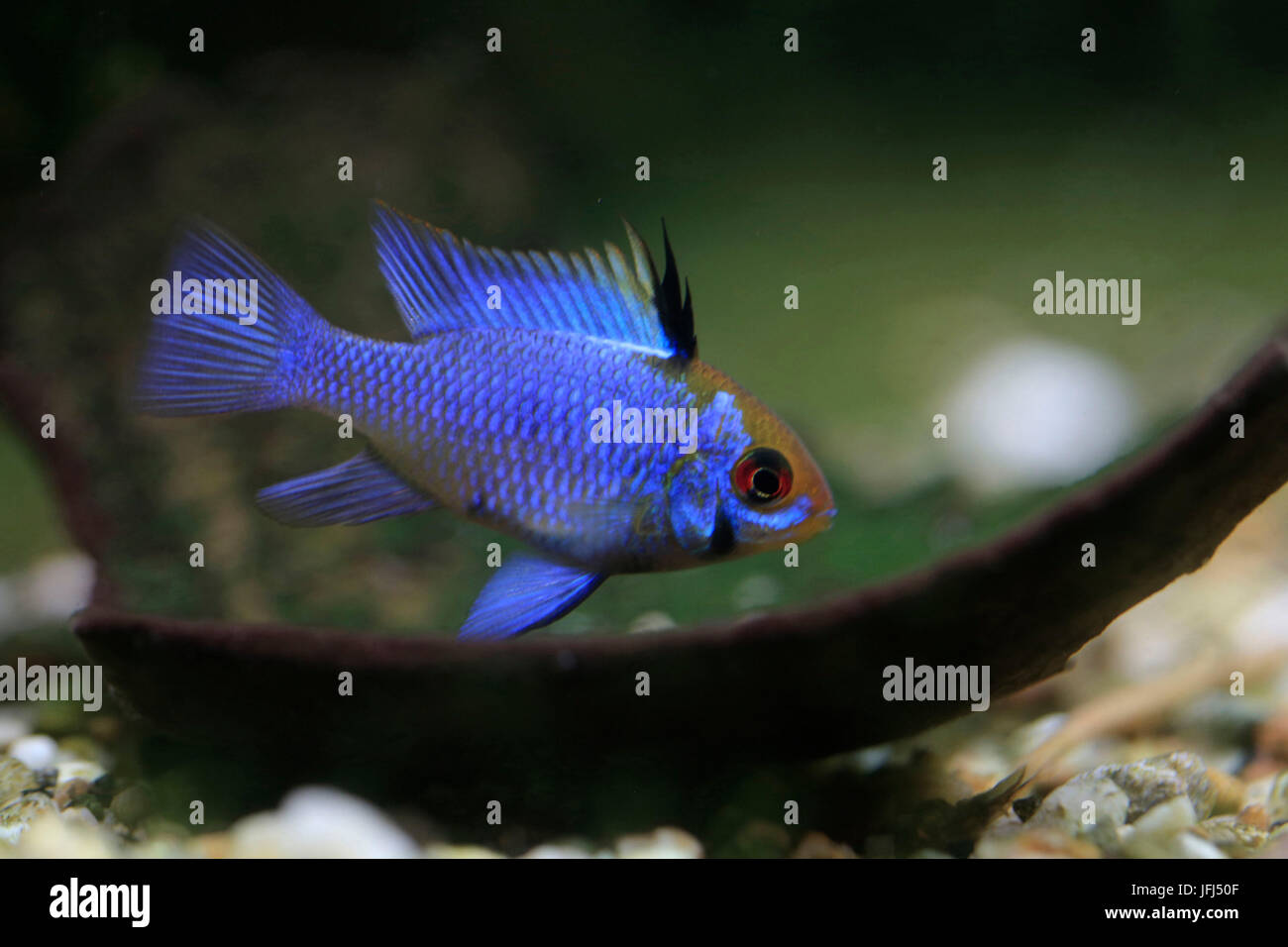 RAM-Buntbarsch, Männlein, Geophagus, Electric blue, Apistogramma Geophagus Stockfoto