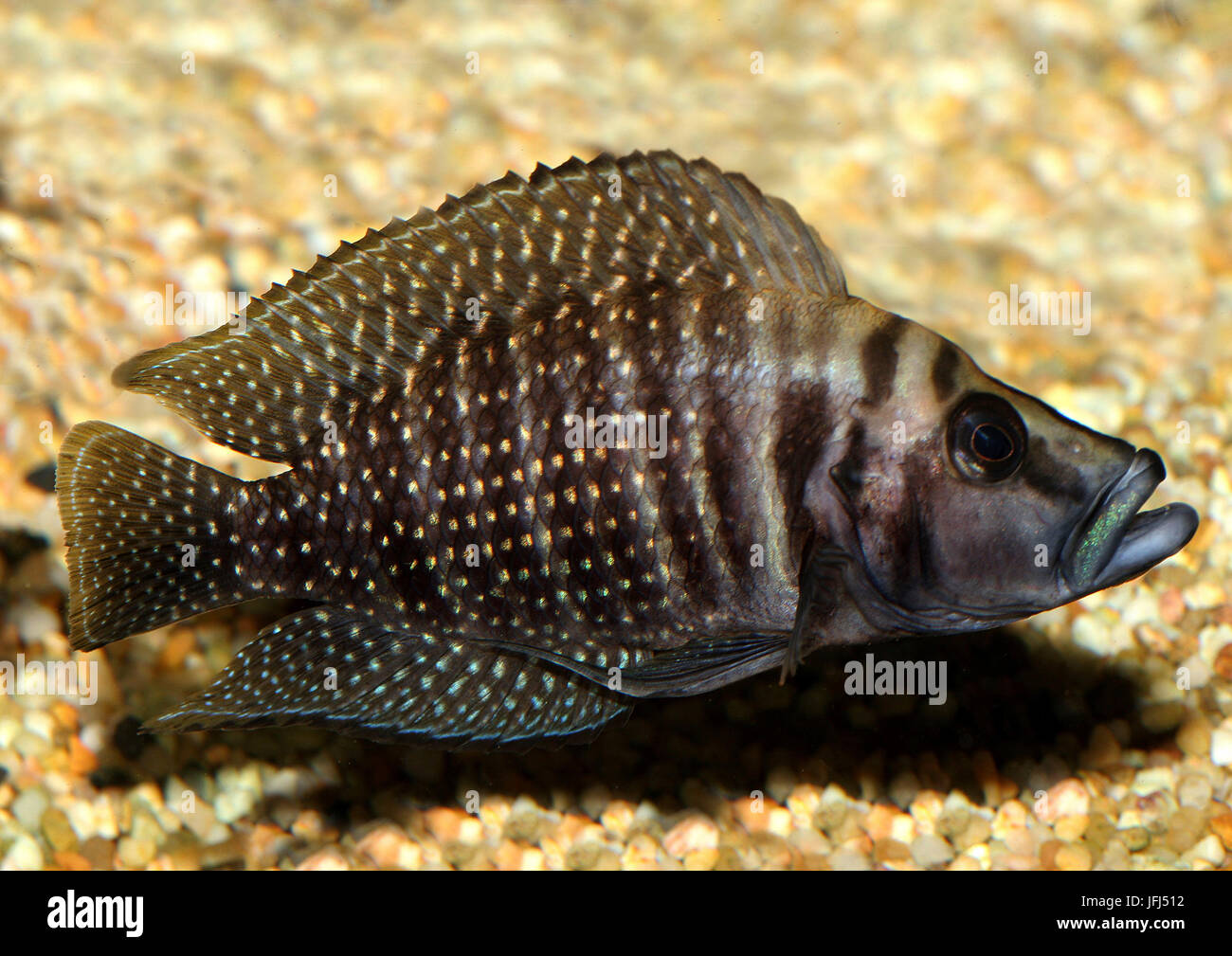 Nandus, Altolamprologus Calvus, Afrika, Tanganjikasee, Aquarienfische Stockfoto