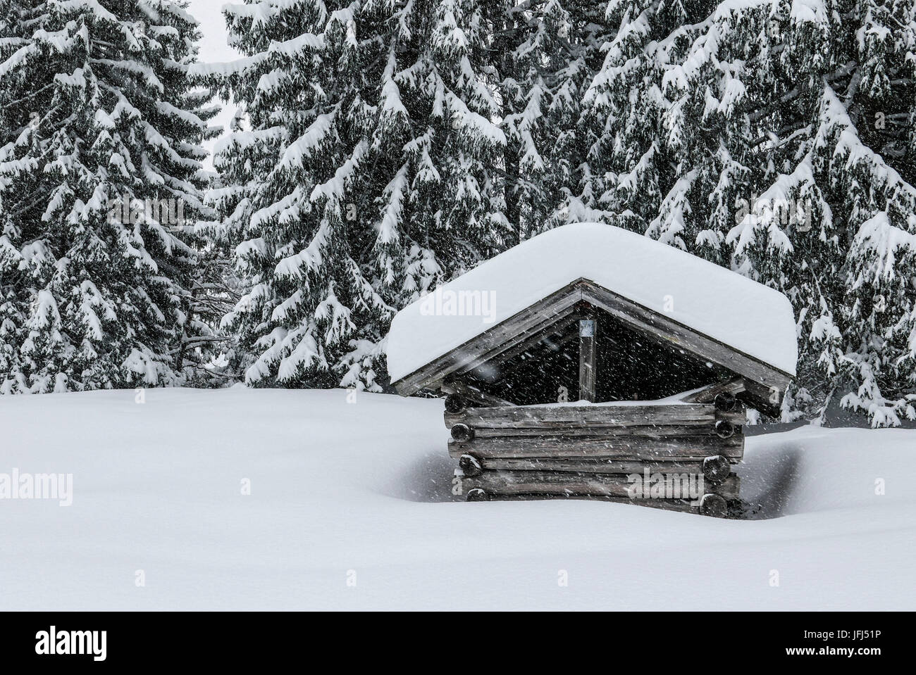 Schnee auf Scheune und Koniferen, Winter Holz, Schneefall Stockfoto