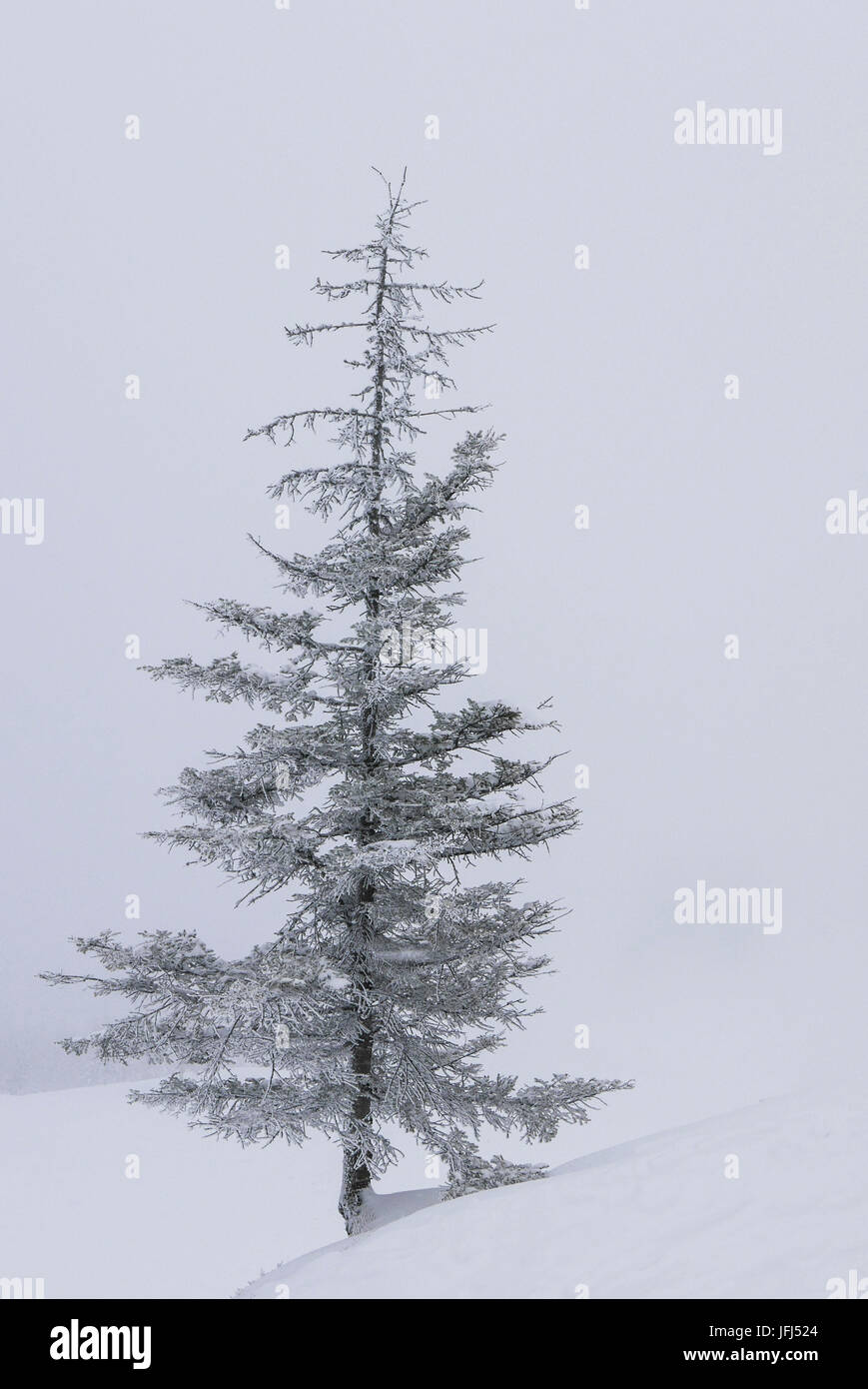 winterliche trockene Nadelbaum Abdeckungen mit Raureif und Schnee im Nebel Stockfoto