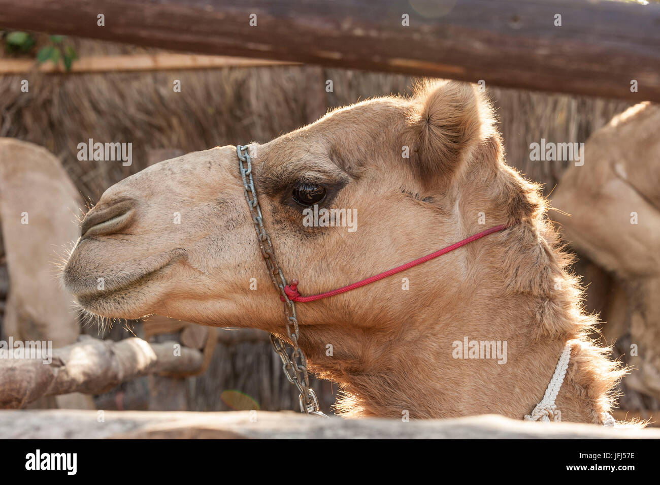 Arabien, Arabische Halbinsel, Persischer Golf, Vereinigte Arabische Emirate (VAE), Dubai, Bur Dubai Heritage und Diving Village, Creek Shore, Kamel Stockfoto