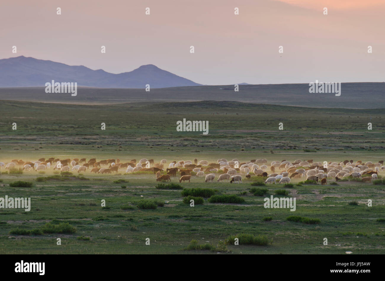 Mongolei, Zentralasien, in der Dashinchilen-Palast-Ruine von Choghtu Khong Tayiji (Tsogt Taij), Herde von Schafen Stockfoto