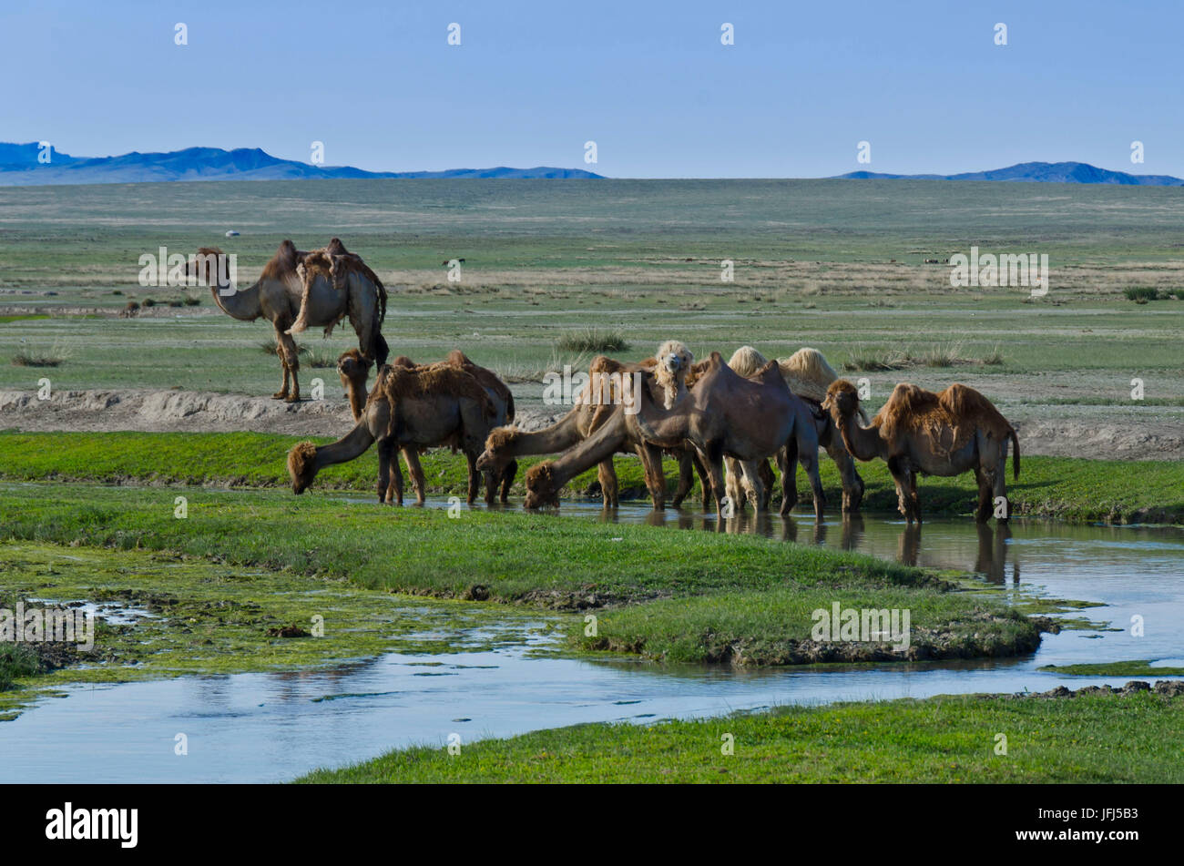 Mongolei, Zentralasien, in der Dashinchilen-Palast-Ruine von Choghtu Khong Tayiji (Tsogt Taij), Kamele Stockfoto