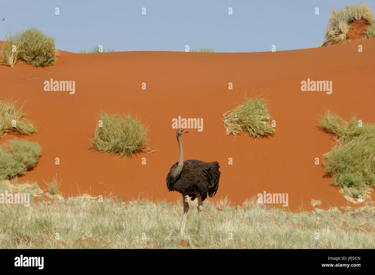 Afrika, Namibia, NamibRand Nature Reserve, Strauß, Stockfoto