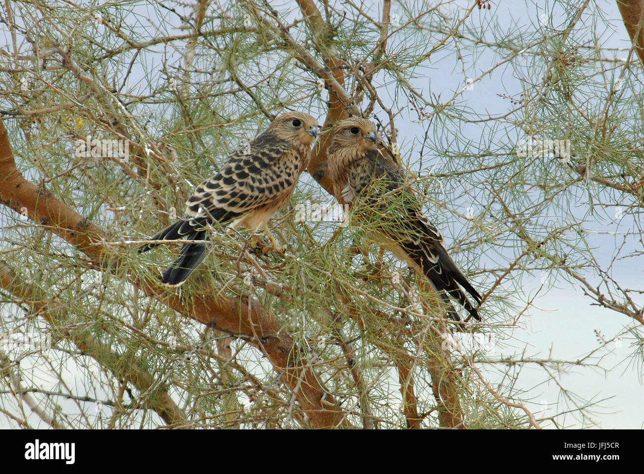 Afrika, Namibia, NamibRand Nature Reserve, Tiere, wilde Falken Stockfoto