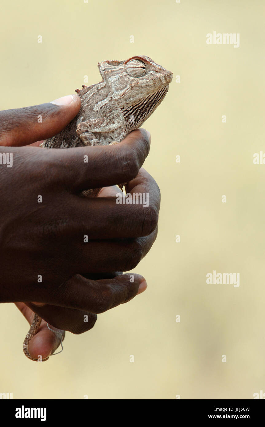 Afrika, Namibia, NamibRand Nature Reserve, Tiere, wilde Saurier Stockfoto