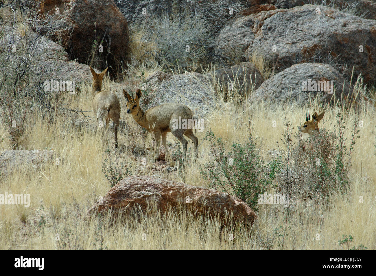 Afrika, Namibia, NamibRand Nature Reserve, Tiere, "Damara-Dikdik" Antilope Stockfoto