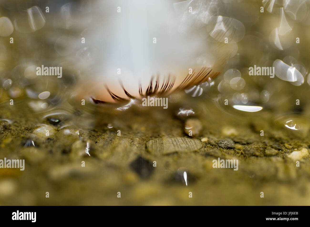 Kleine Feder schwimmt im Wasser, Nahaufnahme Stockfoto