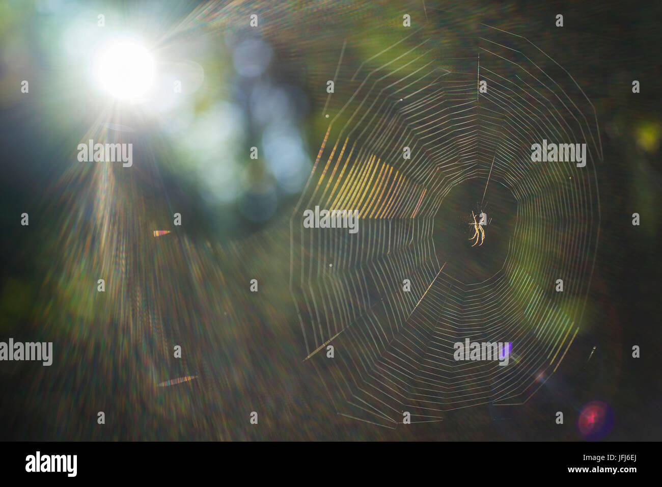 Spinnennetz und Spinne im Gegenlicht, Nahaufnahme, Arachnida Stockfoto