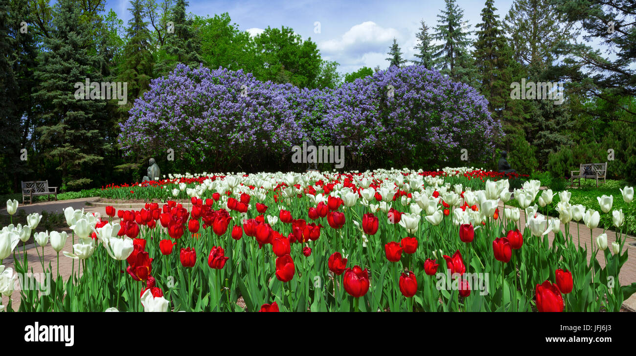 Tulpen und Flieder im Frühlingsgarten Stockfoto