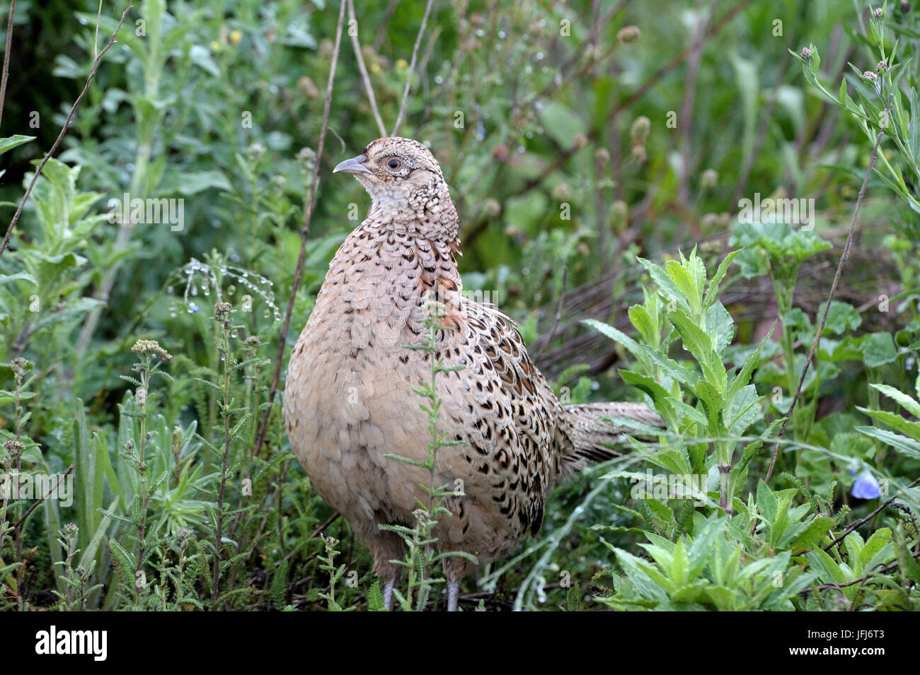 Fasan, Fasan Henne Stockfoto