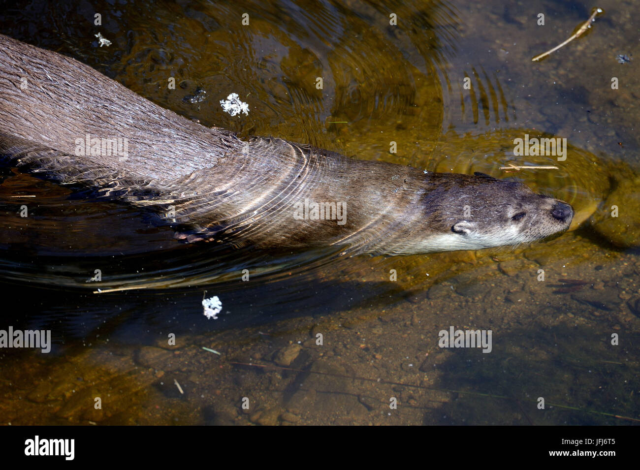 Otter Stockfoto