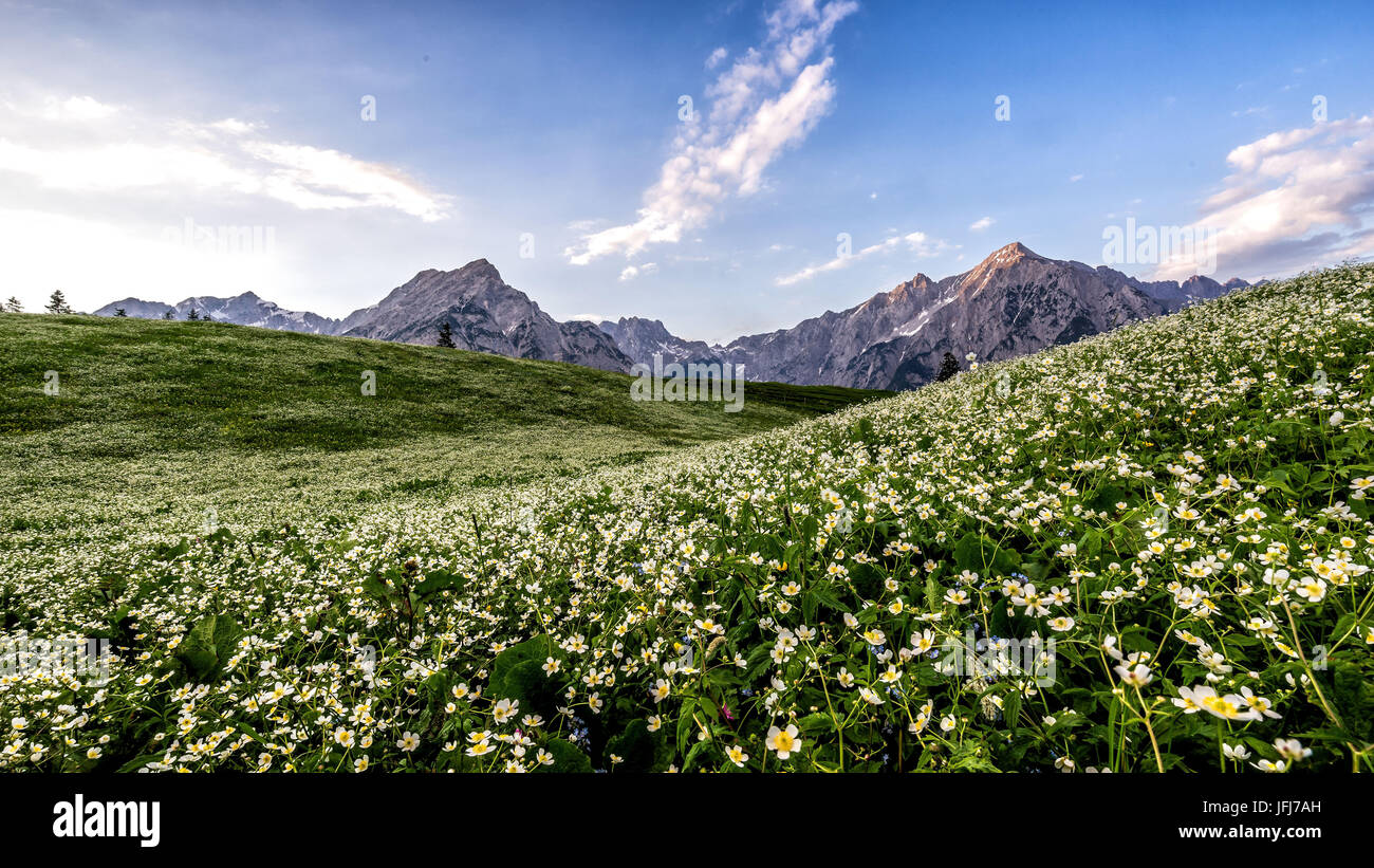 Blumenwiese auf der walderalm Fotos und Bildmaterial in hoher