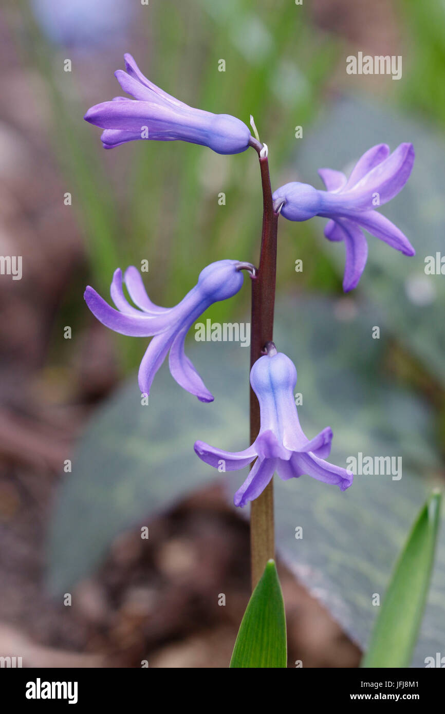 Blaue Hyazinthe Blüte Stockfoto