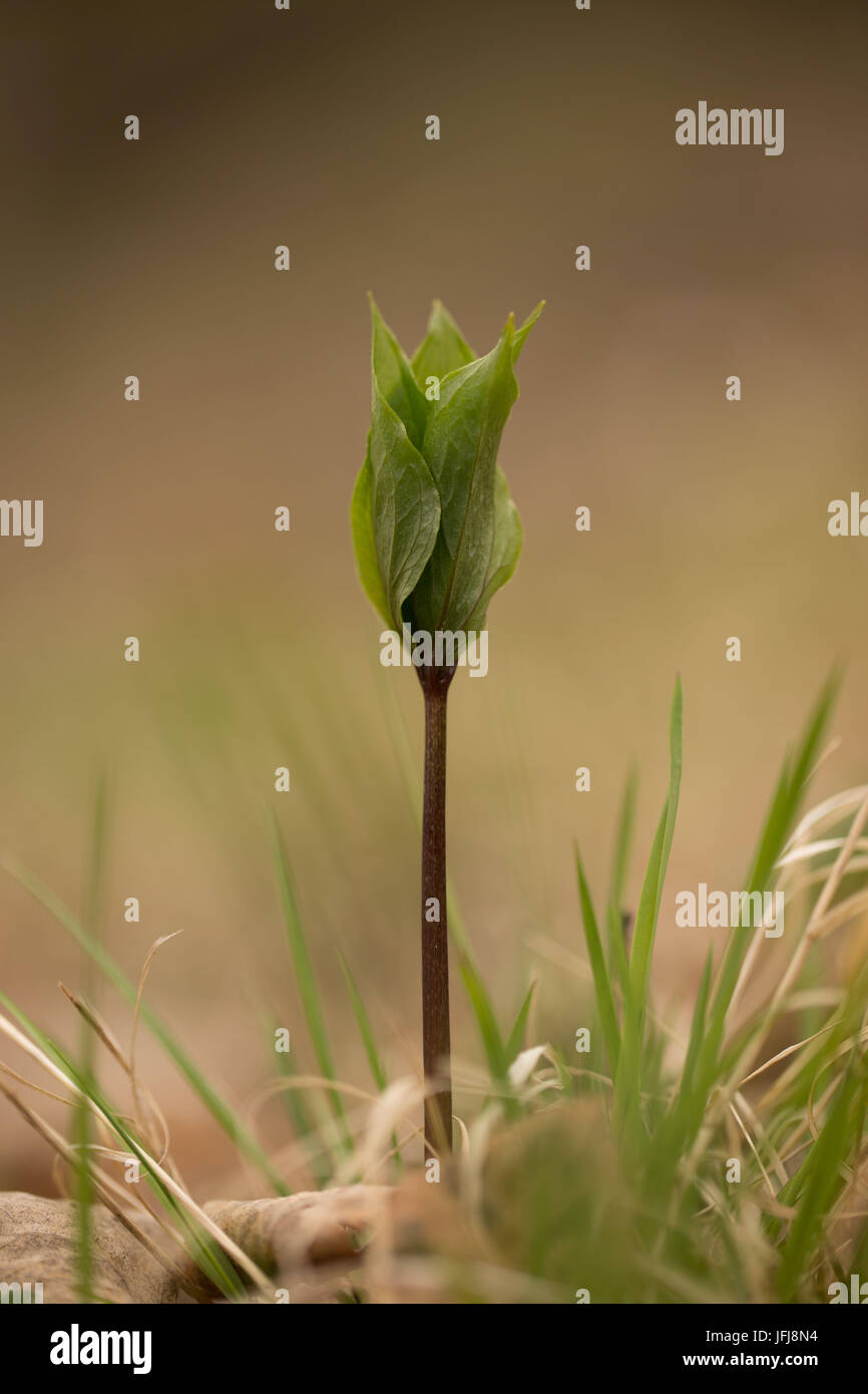 Neuanfang, frische grüne Blätter Stockfoto