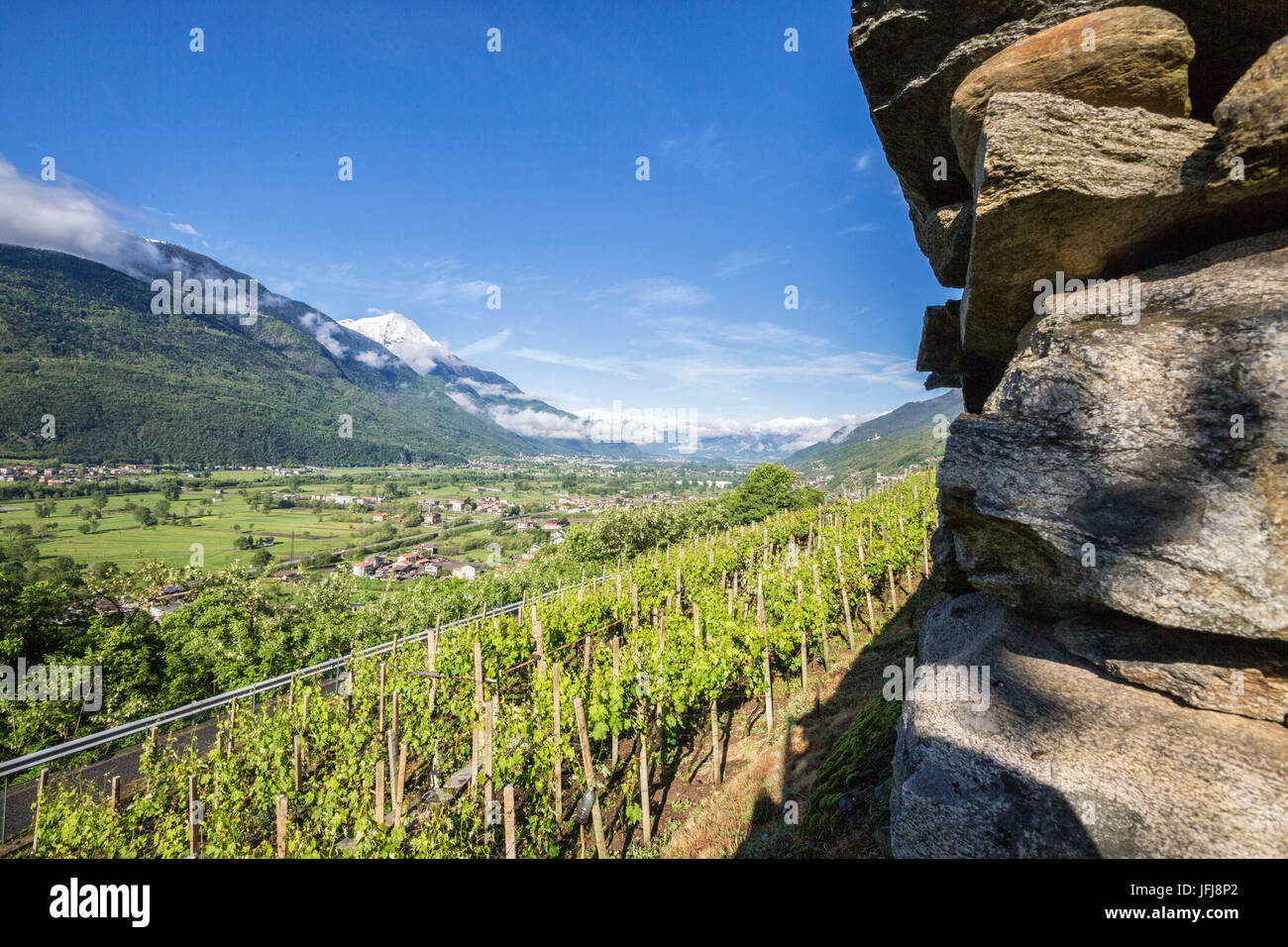 Überblick über die Weinberge und das grüne Tal im Frühjahr Traona Provinz von Sondrio Lombady unteren Veltlin Italien Europa Stockfoto