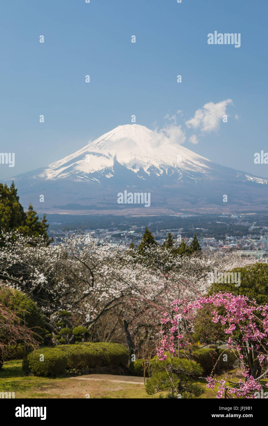 Kirschblüten, bunt, Farben, Blumen, Fuji, Gotemba City, Japan, Landschaft, Mount Fuji, keine Menschen, Frühling, Tourismus, Reisen Stockfoto