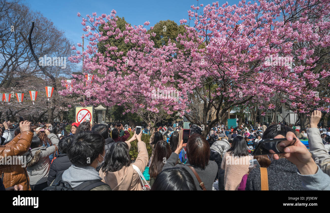 Japan, Tokyo City, Ueno Bezirk, Ueno-Park feiert Kirschblüten Stockfoto