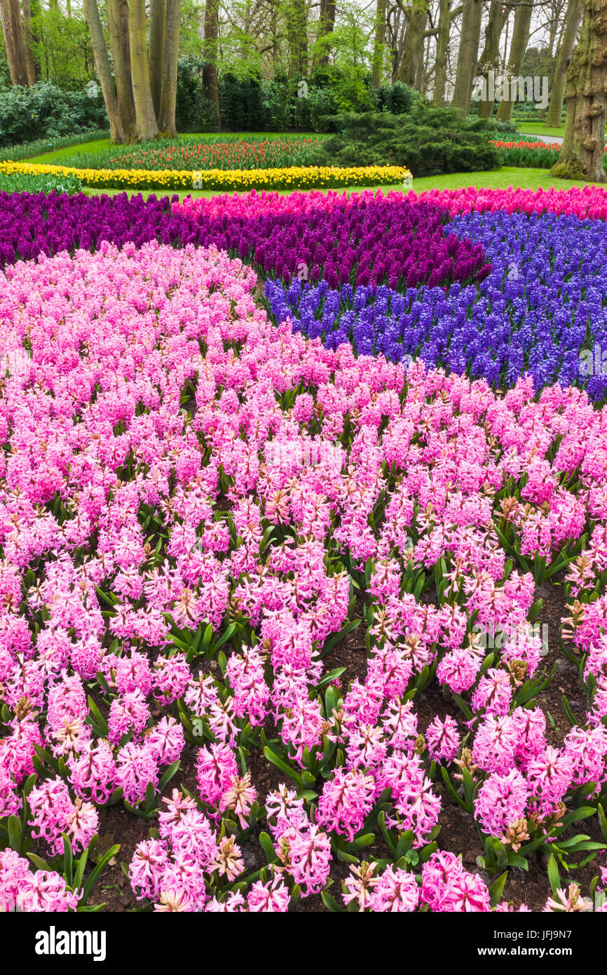 Keukenhof gardens Fotos und Bildmaterial in hoher Auflösung Alamy