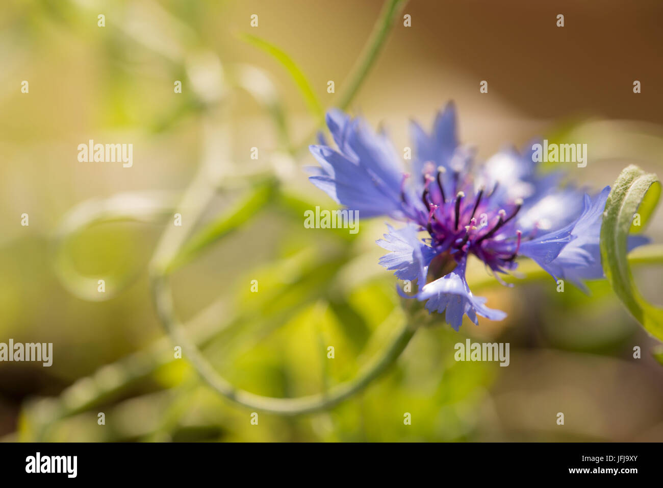 Kornblume, Wiese Blume in der Sonne Stockfoto