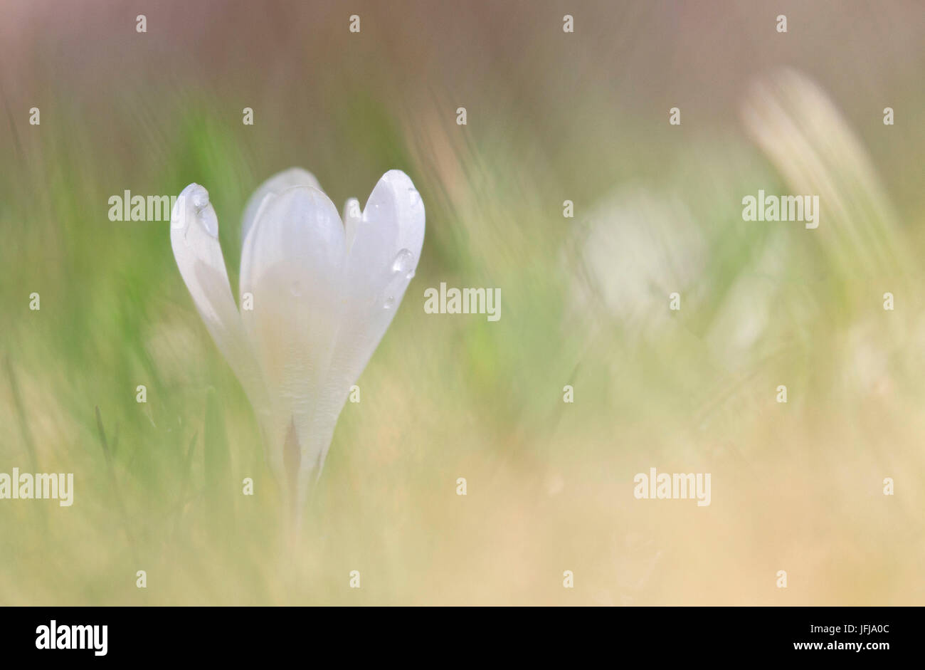 Lombardei, Italien, Crocus Vernus Stockfoto