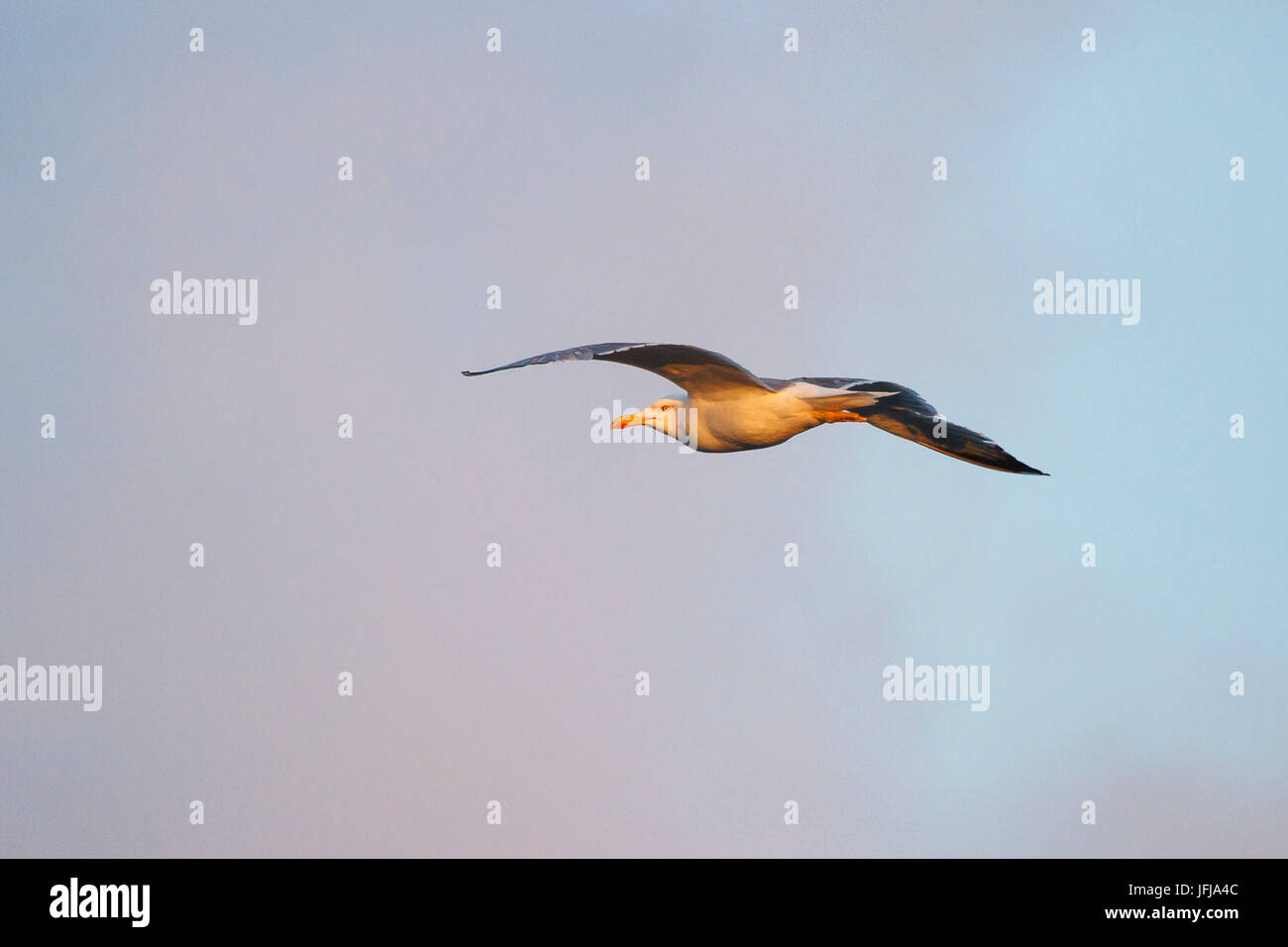 Sitzen, Sardinien, Italien, Yellow-legged Möve Stockfoto