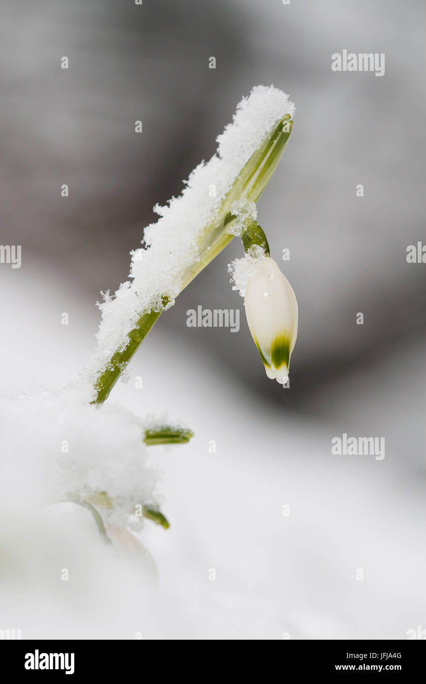 Lombardei, Italien, Frühling Schneeflocke Stockfoto