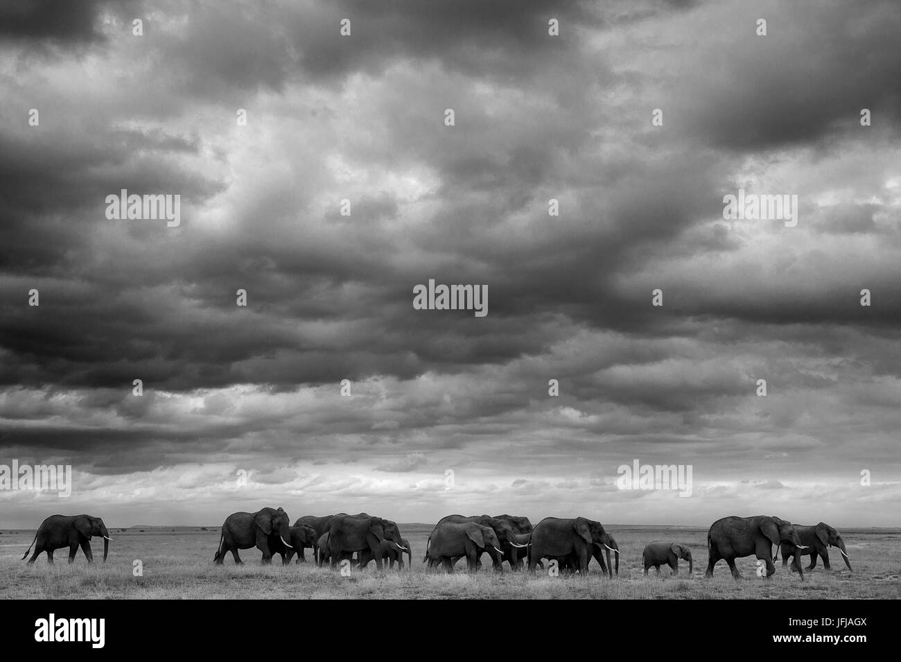 Amboseli Park, Kenia, Afrika der großen Familie der Elefanten Stockfoto