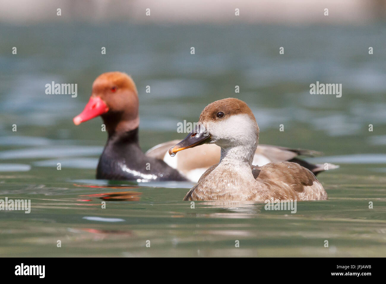 Idro-See, Lombardei, Italien, rot-crested Tafelenten Stockfoto
