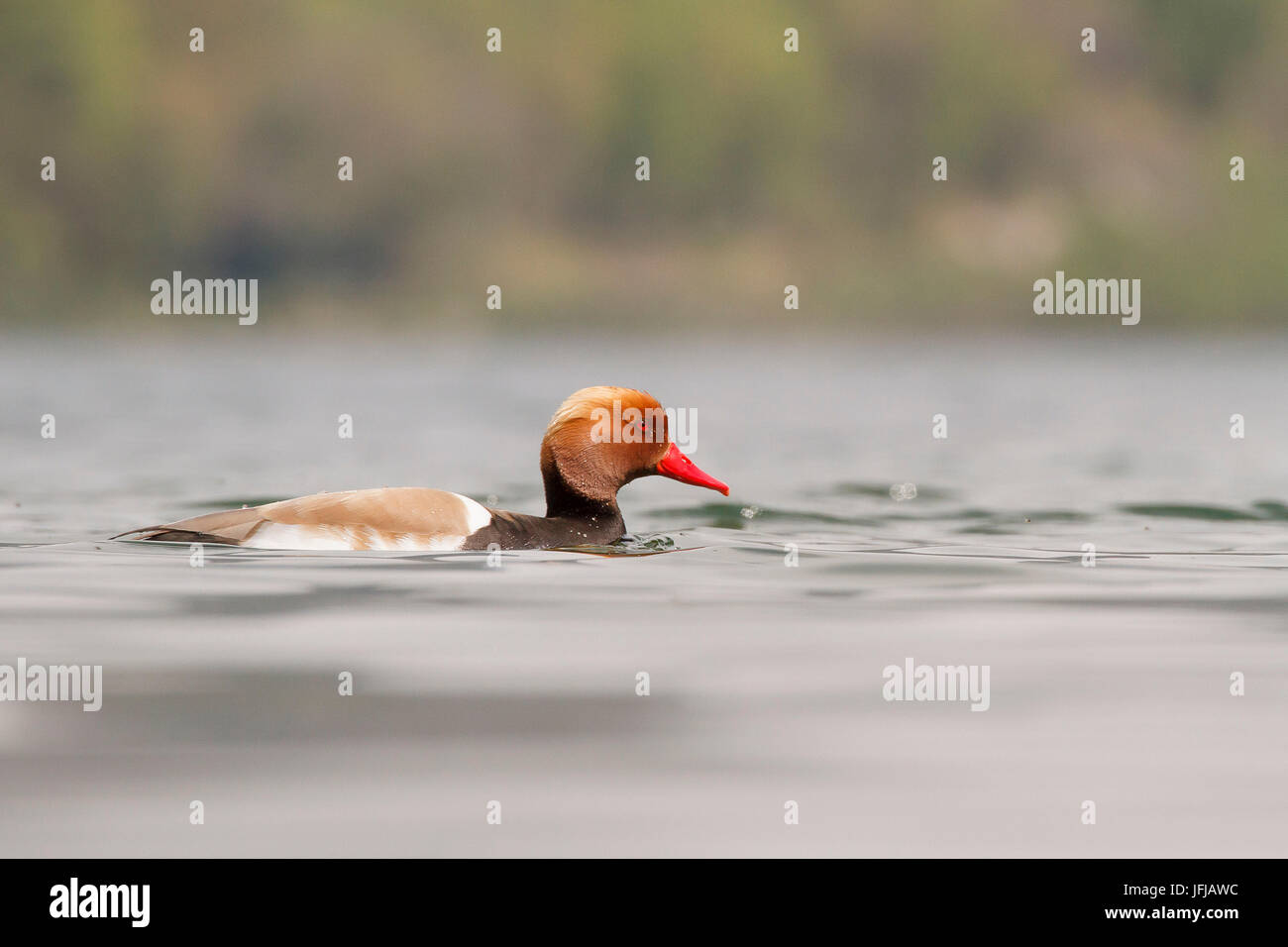 Idro-See, Lombardei, Italien, rot-crested Tafelenten Stockfoto