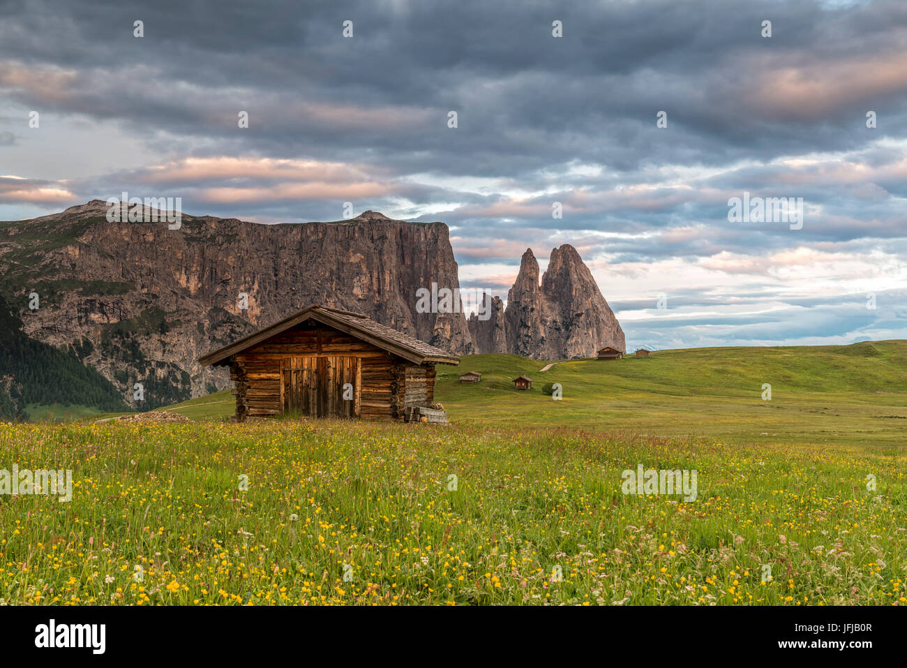 Alpe di Seis/Seiser Alm, Dolomiten, Südtirol, Italien, Wiese voller Blumen auf der Alpe di Seis/Seiser Alm, im Hintergrund die Gipfel von Schlern/Schlern Stockfoto