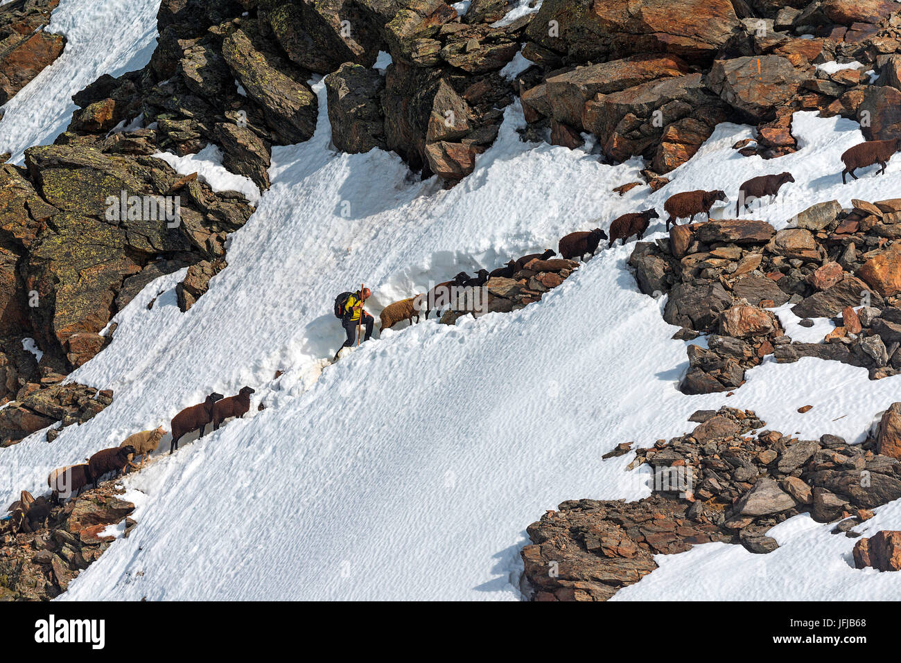 Weiden Schnalstaler/Schnals, Südtirol, Italien, seit Tausenden von Jahren bringt der Hirte die Schafe auf der Giogo Basso (3016 m) und bis zum Sommer hinter Oetz Valley Stockfoto