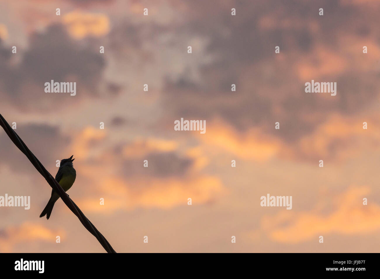 Ein kleiner Vogel singt im Morgengrauen entlang der Transpantaneira, nicht weit von Porto Jofre, do Mato Grosso Sul, Brasilien, Stockfoto