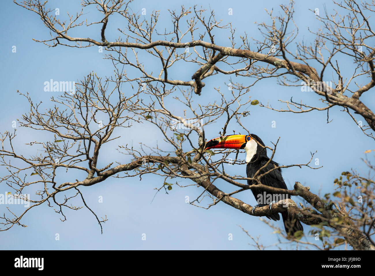 Ein Riesentukan steht auf einem Baum in der Nähe Iguazù Wasserfälle, Paranà, Brasilien, Stockfoto