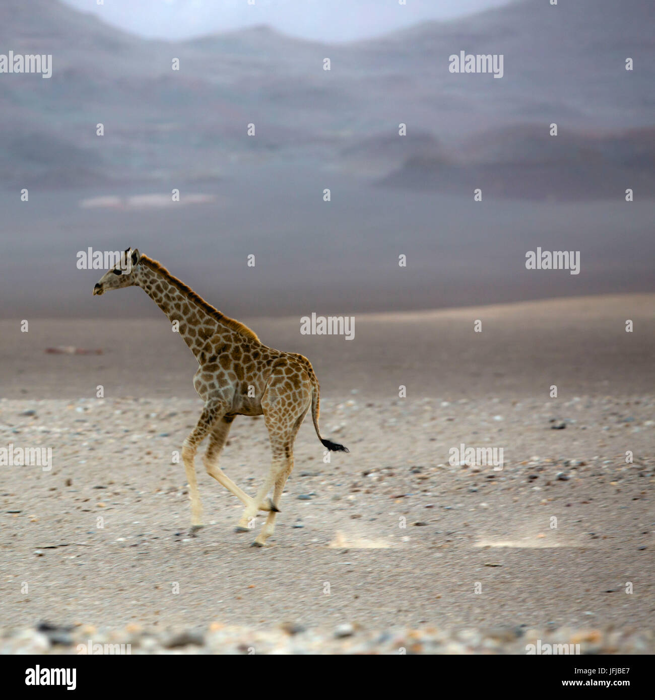 laufende Giraffe in Purros Wüste, Namibia Stockfoto