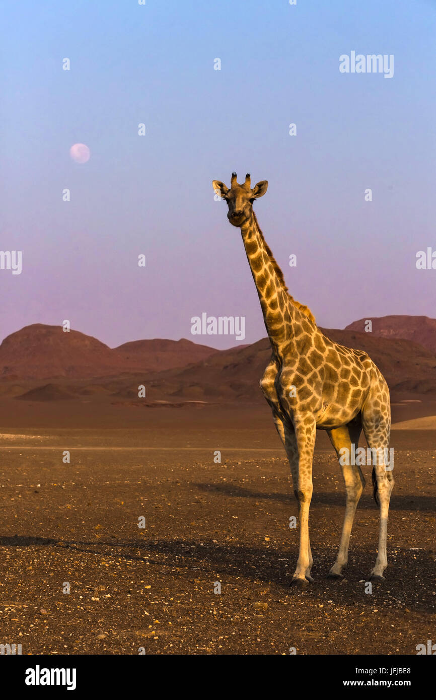 Einsame Wüste Giraffe in Purros Wüste, Namibia, Stockfoto