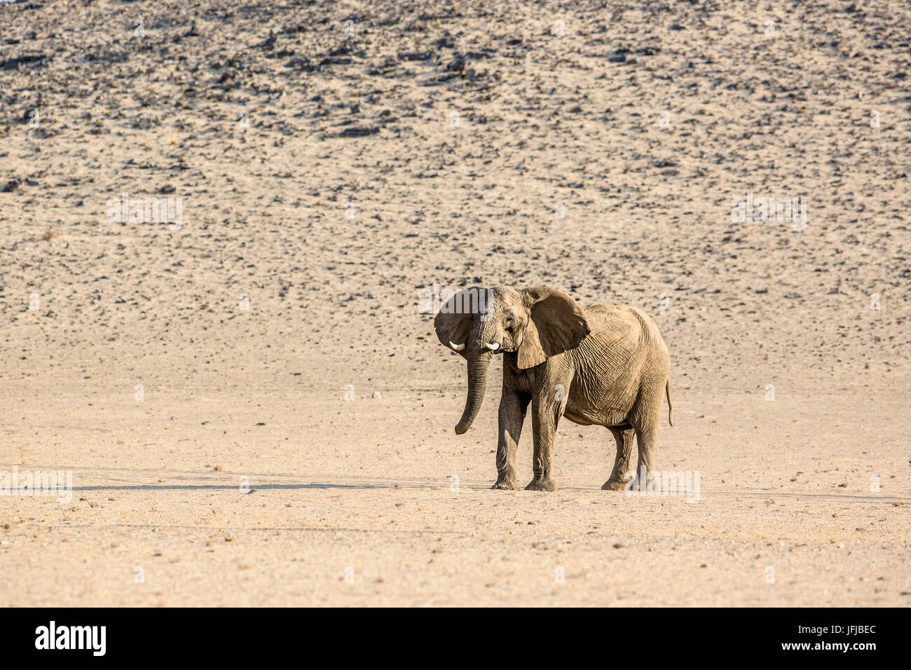 Wüstenelefanten in abgelegenen Purros Naturschutzgebiet Stockfoto