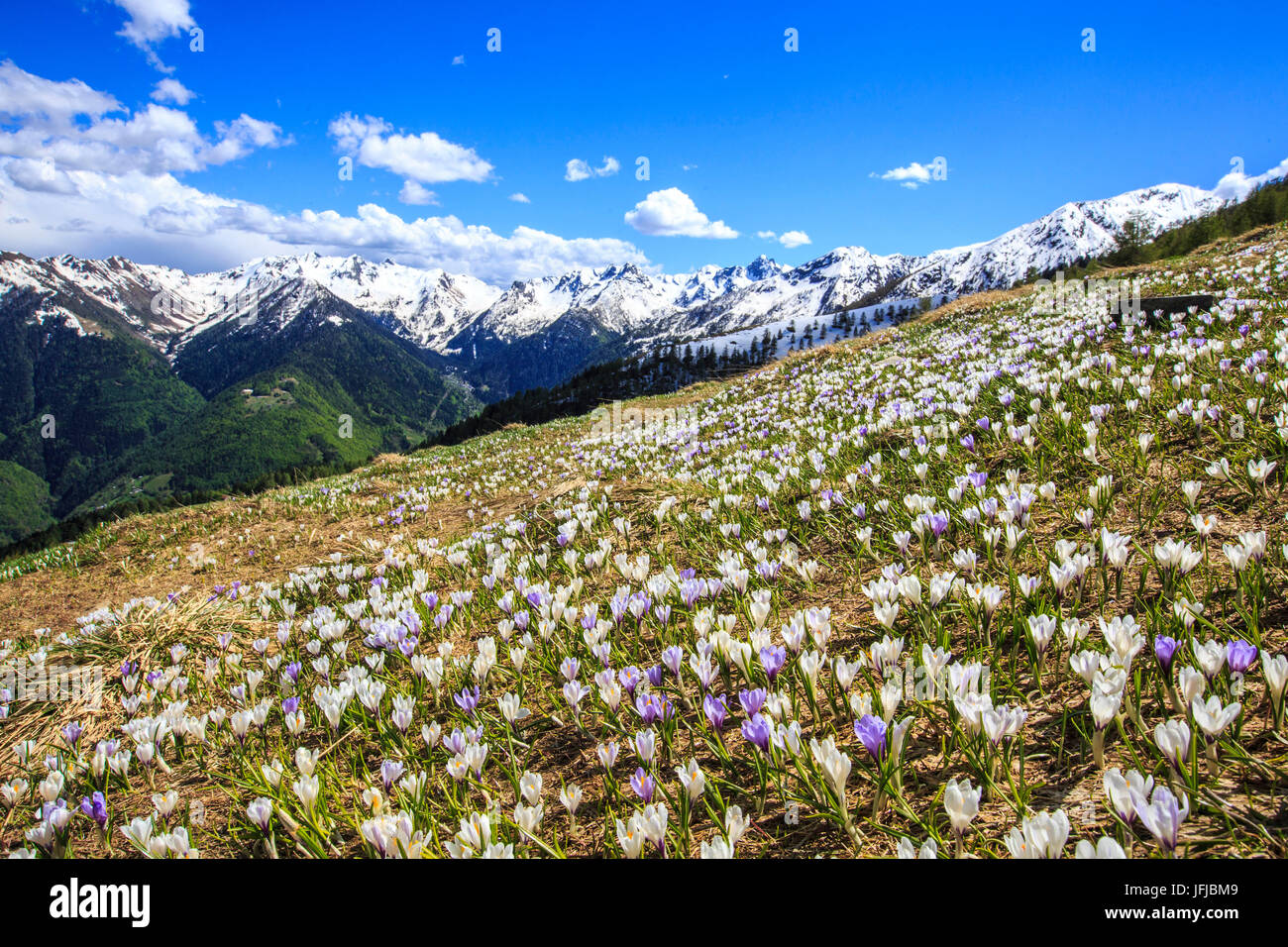 Teppich von Krokus auf den Weiden der Valgerola, Valtellina, Lombardei, Italien, Europa Stockfoto