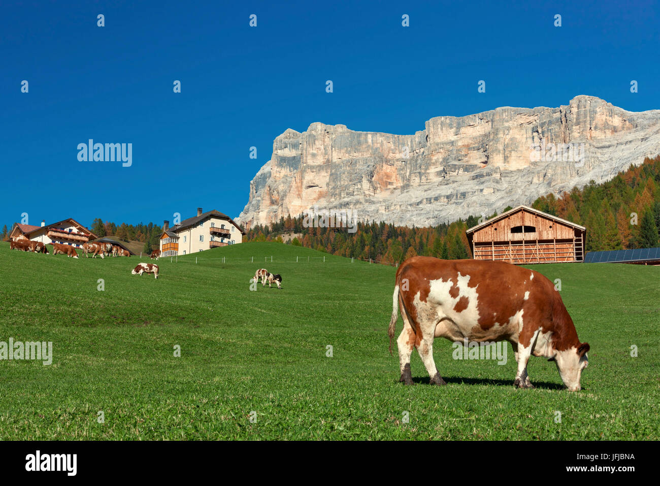 Grasende Kühe auf San Cassiano, am Fuße des Sasso della Croce, Dolomiten Stockfoto