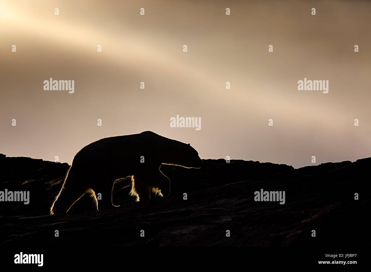 ein Eisbär im frühen Morgenlicht zurück auf den Strand von Kvitoya Insel, Inselgruppe svalbard Stockfoto ein Eisbär im frühen Morgenlicht zurück auf den Strand von Kvitoya Insel, Inselgruppe svalbard Stockfoto