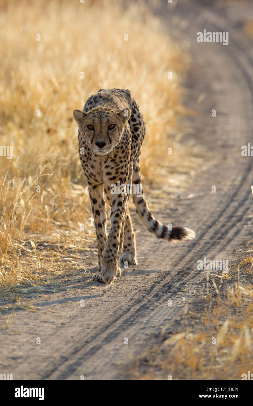 Gepard auf der Straße im Etosha Park, Namibia Stockfoto