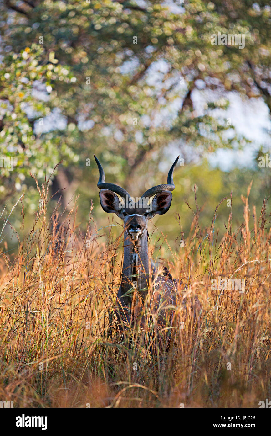 Ein Kudu im Busch der Krüger Nationalpark, Südafrika Stockfoto