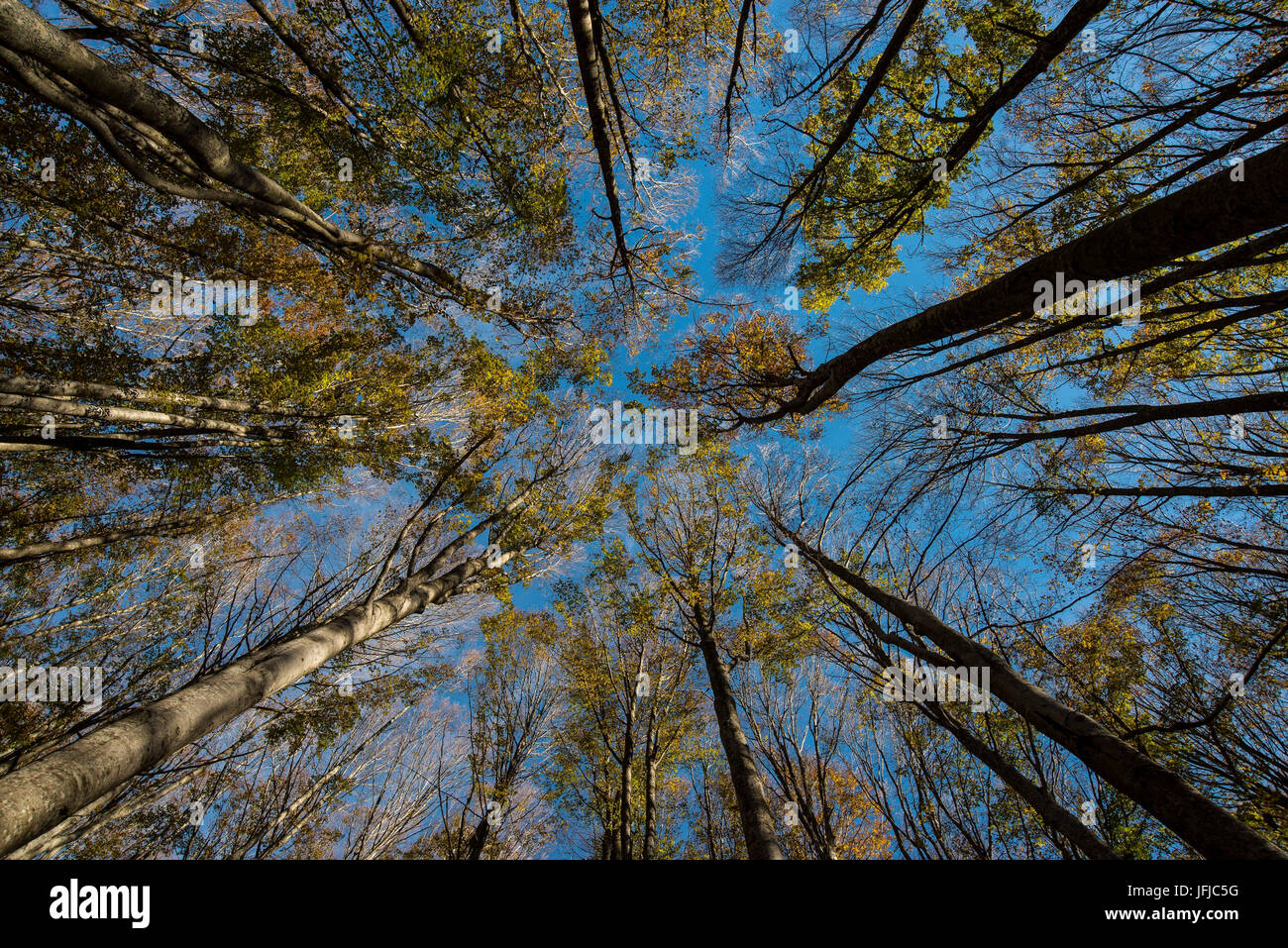 Bäumen und blauen Himmel im Herbst, Foreste Casentinesi NP, Toscana, Italien Stockfoto