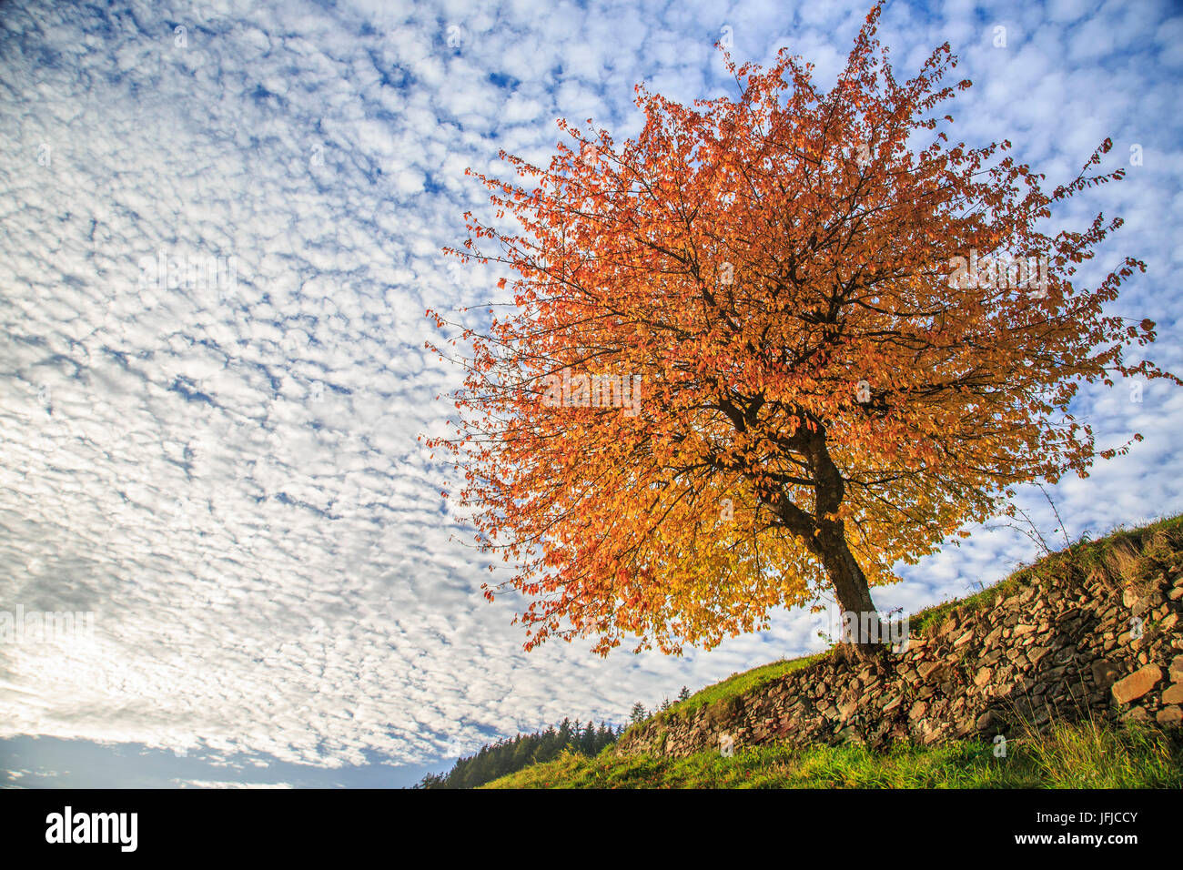 Herbst-Red Cherry Tree trifft den bewölkten Himmel des Val di Funes, Dolomiten, Südtirol, Italien Stockfoto