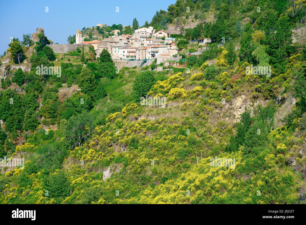 Frühling mit blühenden Besen in der Nähe eines mittelalterlichen Dorfes auf einem Hügel. Toudon, das Hinterland der französischen Riviera, Alpes-Maritimes, Frankreich. Stockfoto