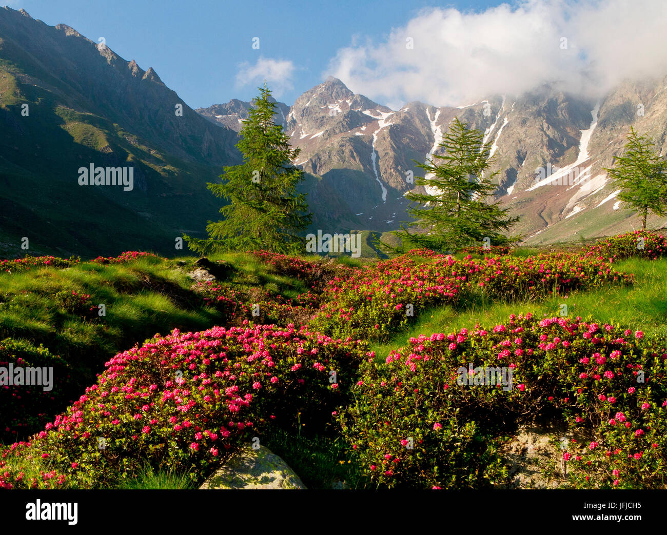 Blühende Amd Mountainsin Grande-Tal in Nationalpark Stilfser Joch, Valcamonica - Lombardei - Italien Stockfoto