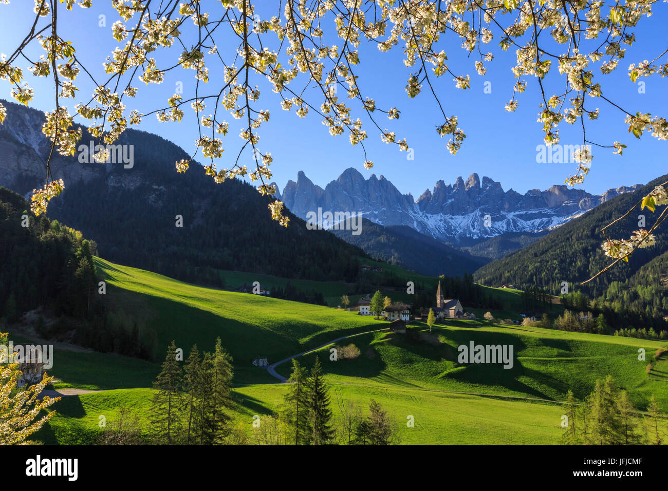 Blühende Rahmen das Dorf St. Magdalena und der Geisler-Gruppe, Villnösser Tal South Tyrol Dolomiten Italien Europa Stockfoto