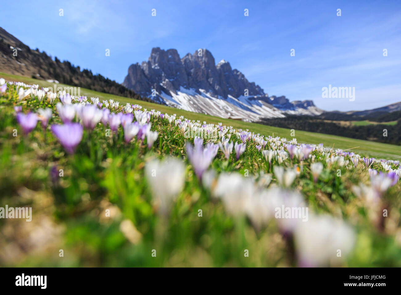 Blumen blühen auf den Wiesen am Fuße des Geisler, Malga Gampen Villnösser Tal, South Tyrol Dolomiten Italien Europa Stockfoto