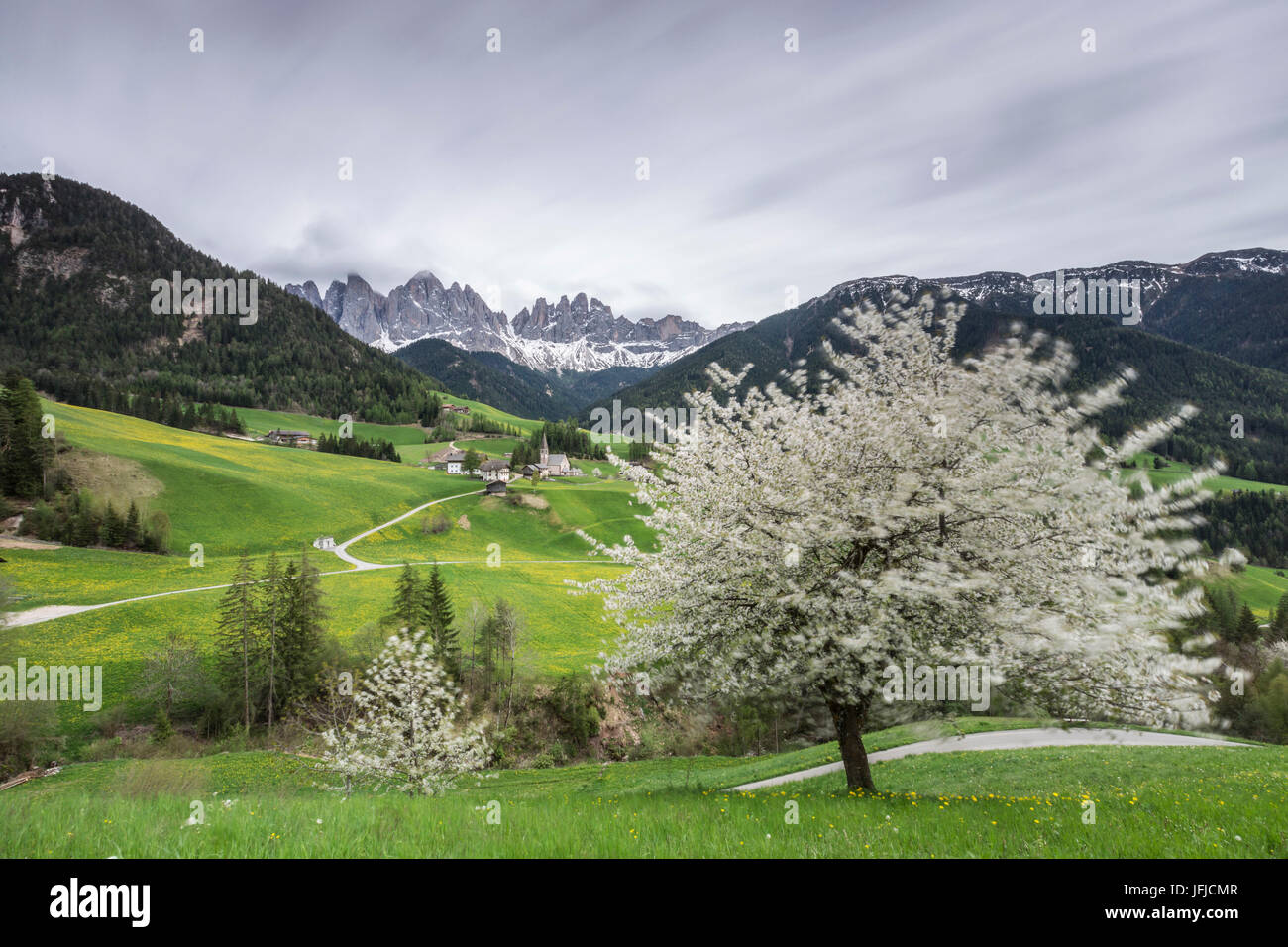 Blühende Rahmen das Dorf St. Magdalena und der Geisler-Gruppe, Villnösser Tal South Tyrol Dolomiten Italien Europa Stockfoto