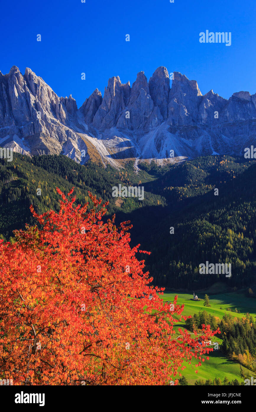 Bunter Herbst Bäume umrahmen die Gruppe der Geisler, St. Magdalena Villnösser Tal South Tyrol Dolomiten Italien Europa Stockfoto